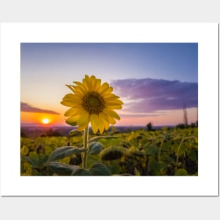 Sunflower against sunset Posters and Art